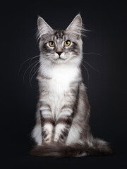 Naklejka na ściany i meble Handsome young Maine Coon cat, sitting facing front with long tail around paws. Looking towards camera with yellow eyes. Isolated on black background.