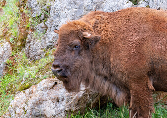 Fototapeta premium portrait of brown bison in profile