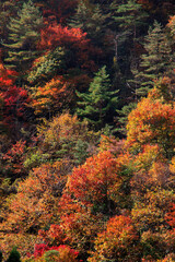 紅葉の山