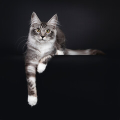 Fototapeta na wymiar Handsome young Maine Coon cat, laying down facing front with paw hanging over edge. Looking towards camera with yellow eyes. Isolated on black background.