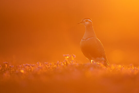 Dotterel bird and high mountain flowers