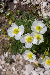 White Papaver alpinum flowers in the mountains