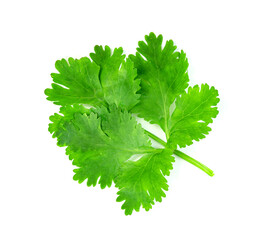 leaf Coriander or Cilantro isolated on white background ,Green leaves pattern