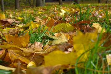yellow maple leaves on the autumn lawn