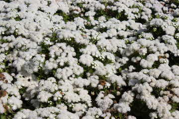 White Ageratum on a flower bed in the garden