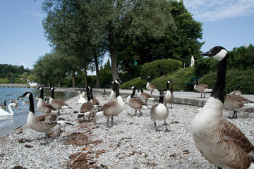 Fototapeta premium Kanadagans (Branta canadensis) Gruppe an Uferpromenade, Starnberger See, Bayern, Deutschland