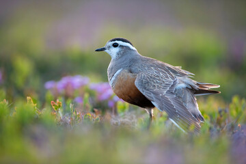 Dotterel bird and high mountain flowers