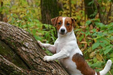 Curious puppy stands on a felled tree