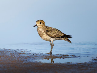 Golden plover on coastline