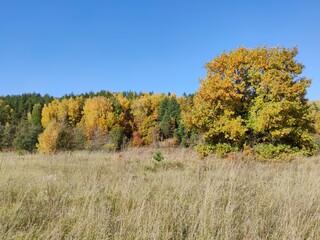 autumn landscape with trees with yellow foliage on a blue sky background