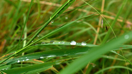 Morning dew in the Polish mountains