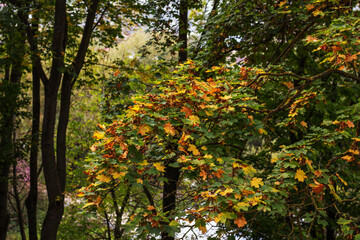 Autumn. Maple branch with yellow and green leaves