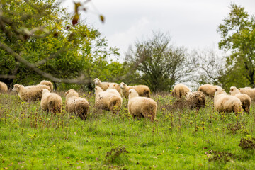 Obraz premium Flock of sheep and no shepherd. Travel photograph, rural landscape, Strandzha mountain, Bulgaria