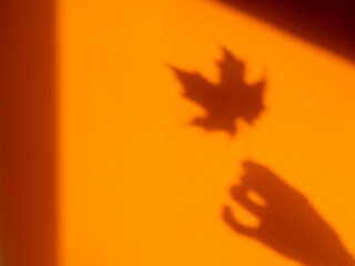 Shadows of woman hand with autumn maple leaf on bright orange wall. Hard sunlight, elegant gesture and fragile plant. Monochrome geometry with light and shadow. Minimalism. Fall season.