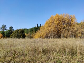 Obraz premium sunny landscape with beautiful autumn trees against the blue sky