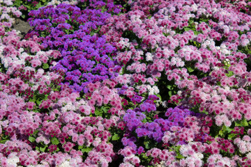 Blooming multicolored Ageratum on a flower bed in the garden