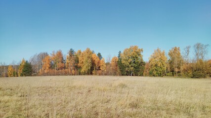 panoramic autumn landscape in a field against the background of trees and blue sky on a sunny day
