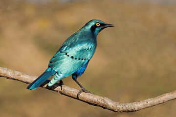 An greater blue-eared starling (Lamprotornis chalybaeus) perched on a branch, Kruger National Park,...
