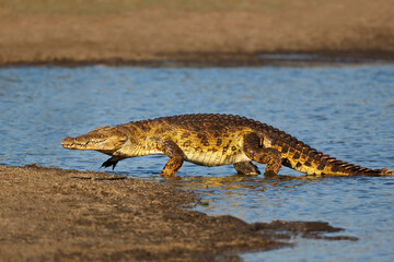 A large Nile crocodile (Crocodylus niloticus) emerging from the water, Kruger National Park, South Africa.