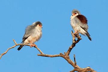 A pair of small pygmy falcons (Polihierax semitorquatus) perched on a branch, South Africa.