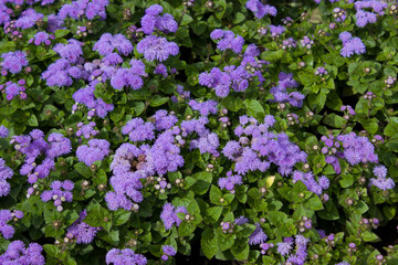 Blooming Ageratum mexicanum on a flower bed in the garden