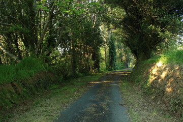 Fototapeta premium Tunel verde
