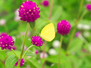 Colias erate butterfly with beautiful flowers