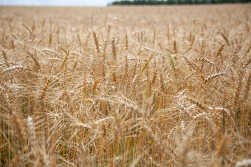 wheat field