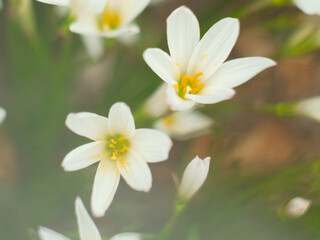 Pale tone white flowers
