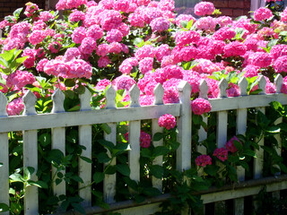 Pink hydrangeas behind a white wooden fence in London, England, UK.