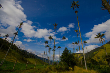 Fototapeta na wymiar Palm tree at Salento, Colombia