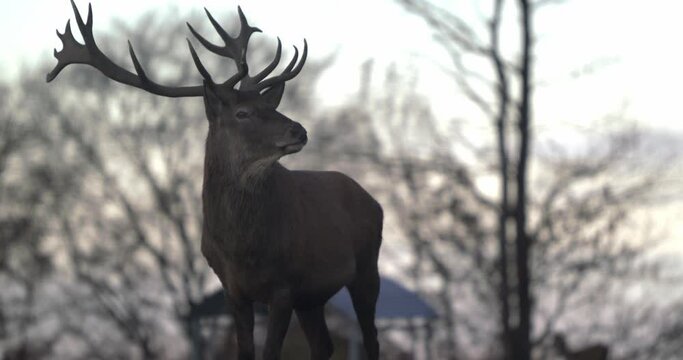 Majestic stag with large antlers turns his head and looks at Camera 2 - SLOMO