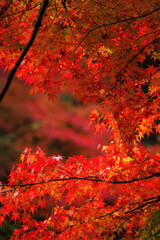 奥津渓谷の紅葉