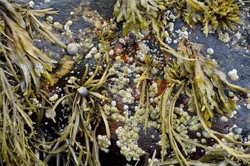 Seaweed & Barnacles on Ocean Rock