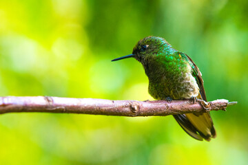 Humming bird at Salento, Colombia