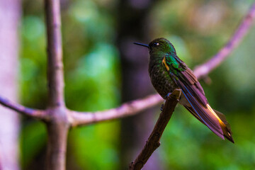 Humming bird at Salento, Colombia