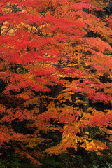 奥津渓谷の紅葉