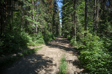 Forest path in the Park 
