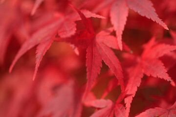 奥津渓谷の紅葉