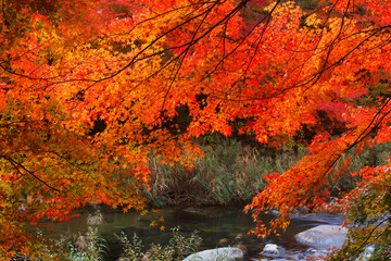 奥津渓谷の紅葉