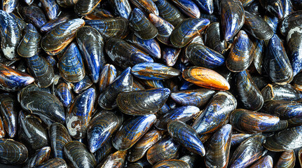 Fresh raw organic mussels at the seafood market in Normandy in France as natural background
