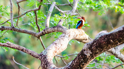 Birds at Tasik Harapan and Tasik Aman, Universiti Sains Malaysia, Pulau Pinang, Penang, Malaysia