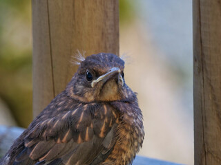 Junge Amsel