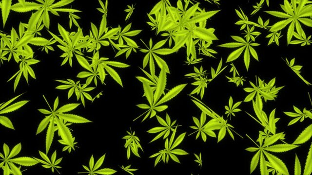Abstract Cannabis leaves falling Beautiful composition Realistic 3D Alpha channel loop Animation. Marijuana Leaf on green screen. recreational drugs, Marijuana, weed, herb, leaf, ganja, sativa, joints