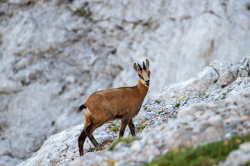 Chamois on rocks, looking towards camera	