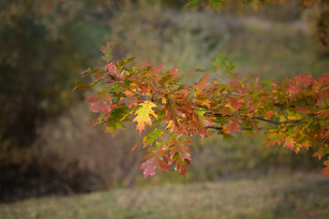 Red and yellow maple branch in autumn forest