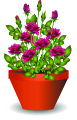 Bush of lovely magenta rose flowers in the pot Isolated on white background.