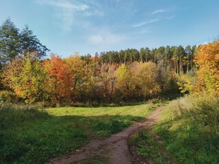 autumn sunny landscape with yellow and red foliage near the forest against the blue sky