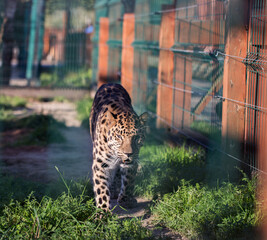 Amur Leopard (Panthera pardus orientalis) at the zoo