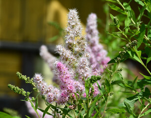 A branch of a flowering astilba shrub. Pink astilbe flowers on a blurry background in the garden